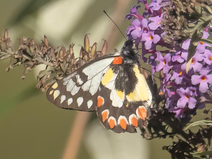 Delias aganippe (Red-spotted Jezebel).jpg